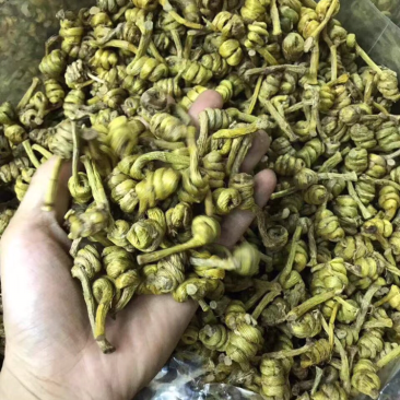 石斛，水草龙头凤尾精选货