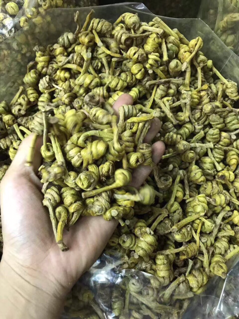 石斛，水草龙头凤尾精选货