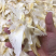 小鱼翅干度好新鲜淡干食用方便批发一件代发