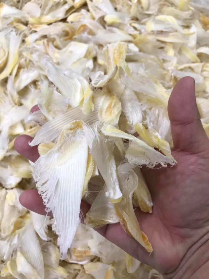 小鱼翅干度好新鲜淡干食用方便批发一件代发