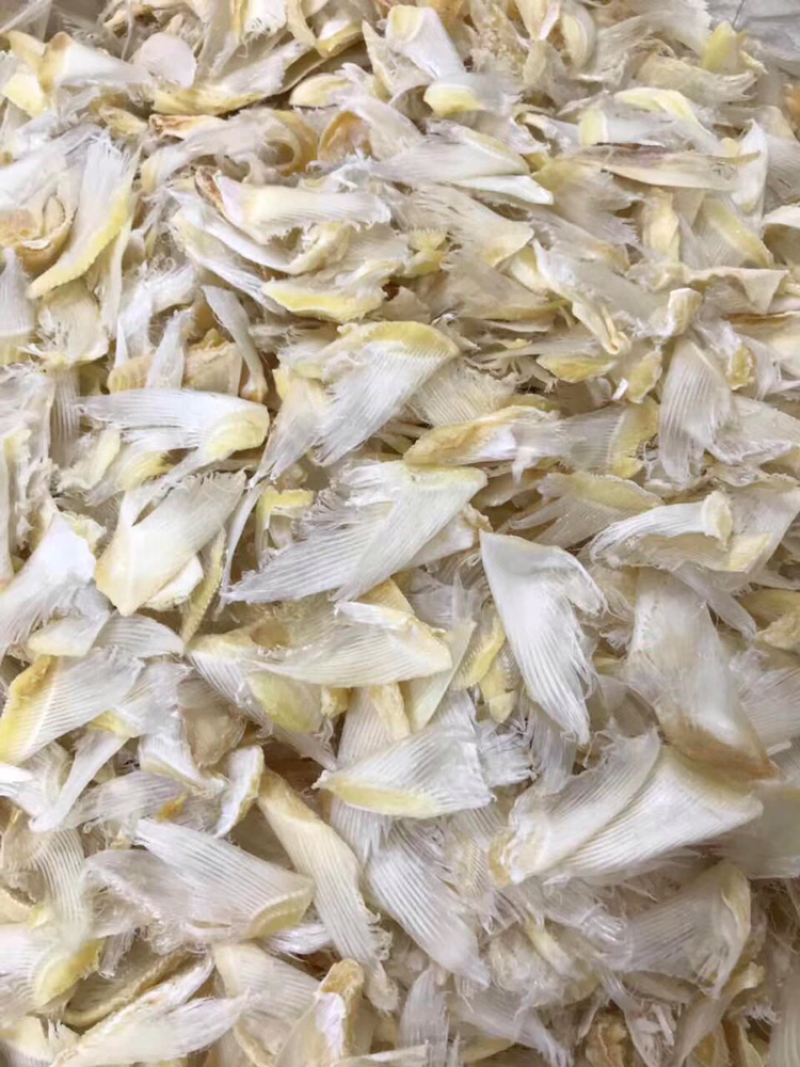 小鱼翅干度好新鲜淡干食用方便批发一件代发