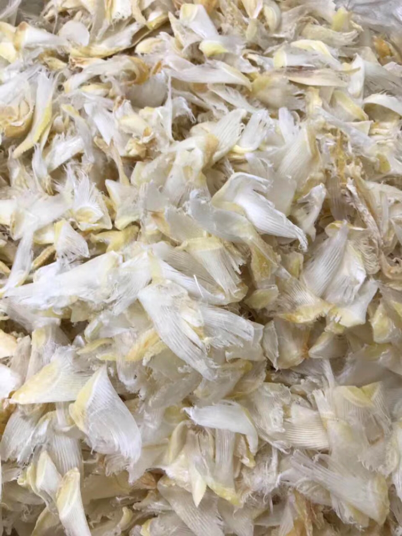 小鱼翅干度好新鲜淡干食用方便批发一件代发