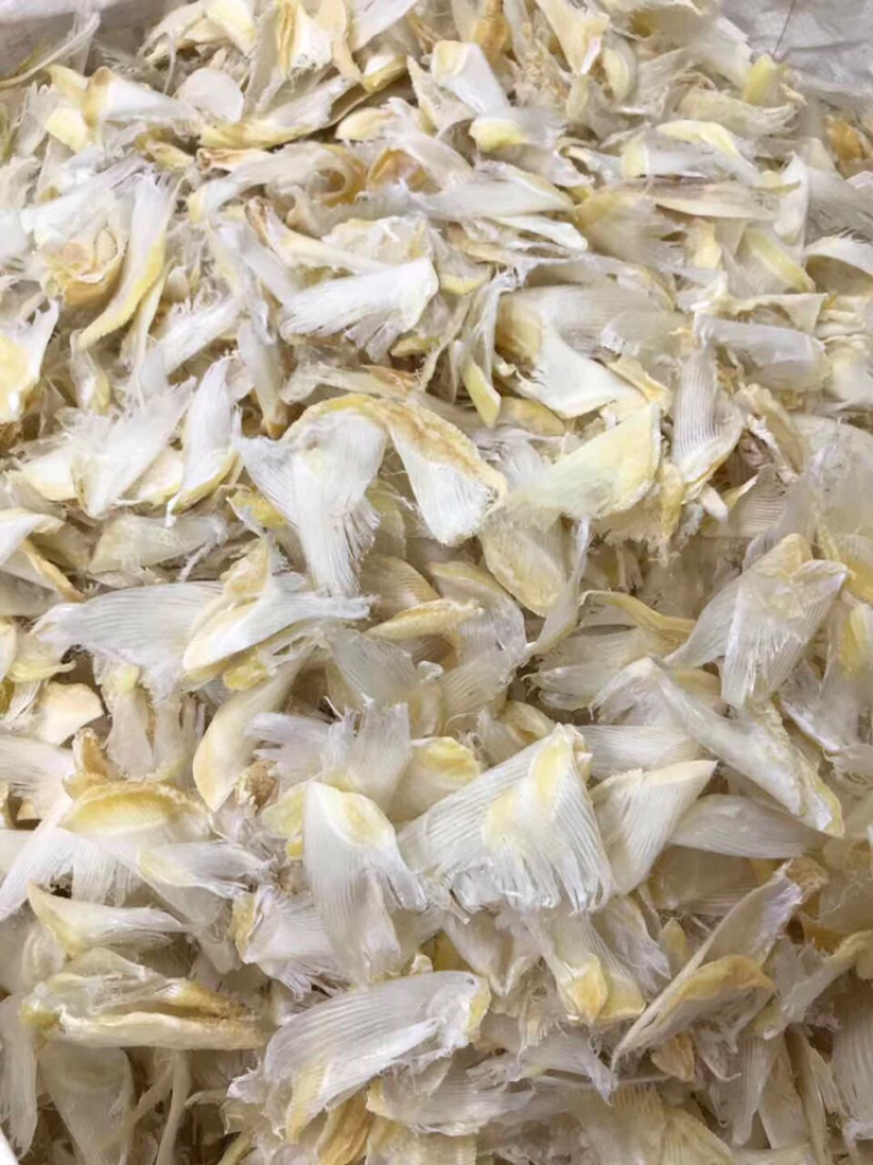 小鱼翅干度好新鲜淡干食用方便批发一件代发