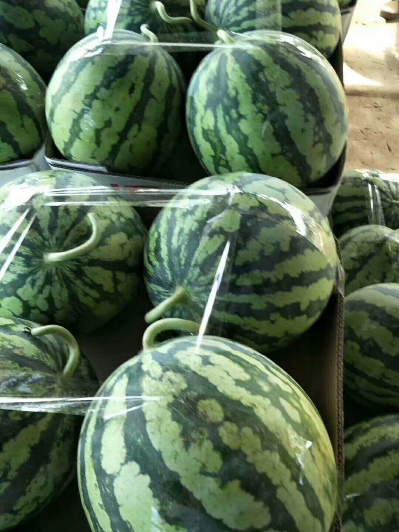 露天8424美都已经成熟