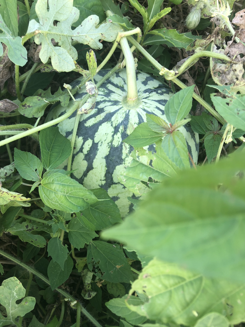 露天8424美都已经成熟