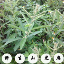 广西野生山芝麻，野芝麻中草药批发零售山野芝麻