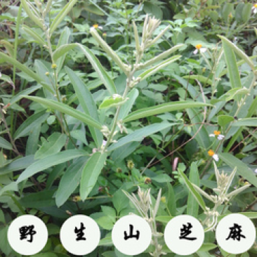 广西野生山芝麻，野芝麻中草药批发零售山野芝麻