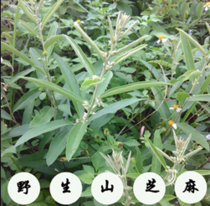 广西野生山芝麻，野芝麻中草药批发零售山野芝麻