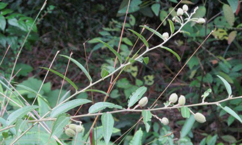 广西野生山芝麻，野芝麻中草药批发零售山野芝麻