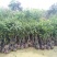 正宗澳洲坚果树苗夏威夷果苗嫁接桂热一号干果树苗南北方种植