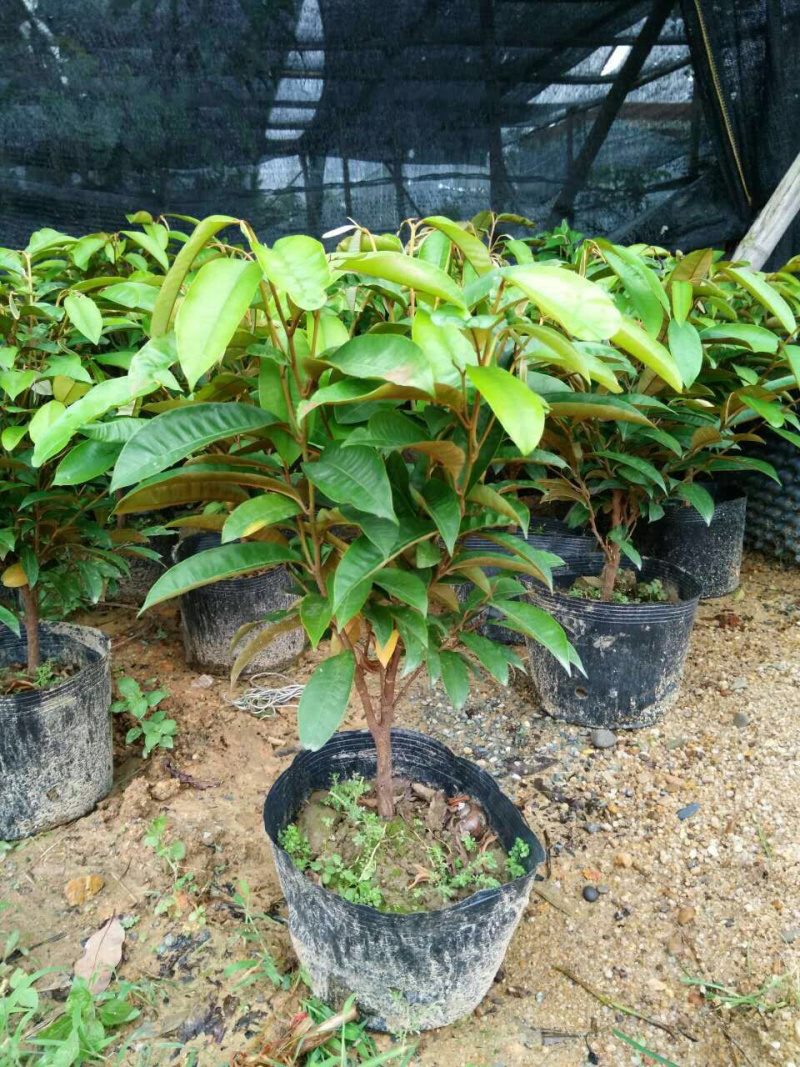 台湾新品种泰国牛奶果果肉香甜牛奶果苗盆栽地栽南北方种植果