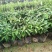 台湾新品种泰国牛奶果果肉香甜牛奶果苗盆栽地栽南北方种植果