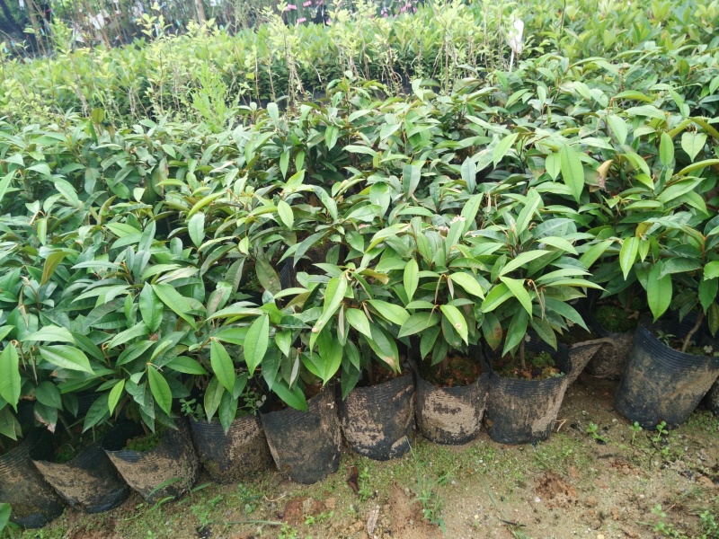 台湾新品种泰国牛奶果果肉香甜牛奶果苗盆栽地栽南北方种植果
