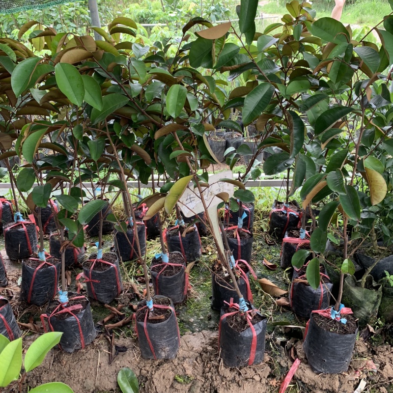 台湾新品种泰国牛奶果果肉香甜牛奶果苗盆栽地栽南北方种植果