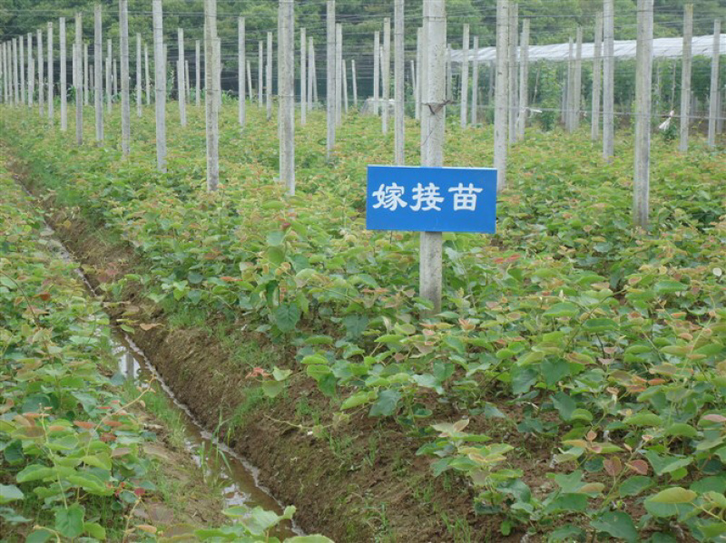 红心猕猴桃苗当年结果奇异果苗爬藤猕猴桃苗盆栽地栽庭院果