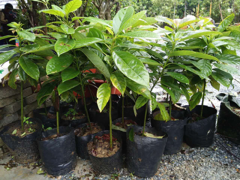 正宗牛油果苗墨西哥牛油果树苗嫁接哈斯牛油果苗鳄梨盆地栽果