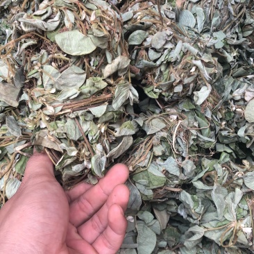 中药材新货金钱草广西扎把广金钱草