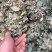 中药材新货金钱草广西扎把广金钱草