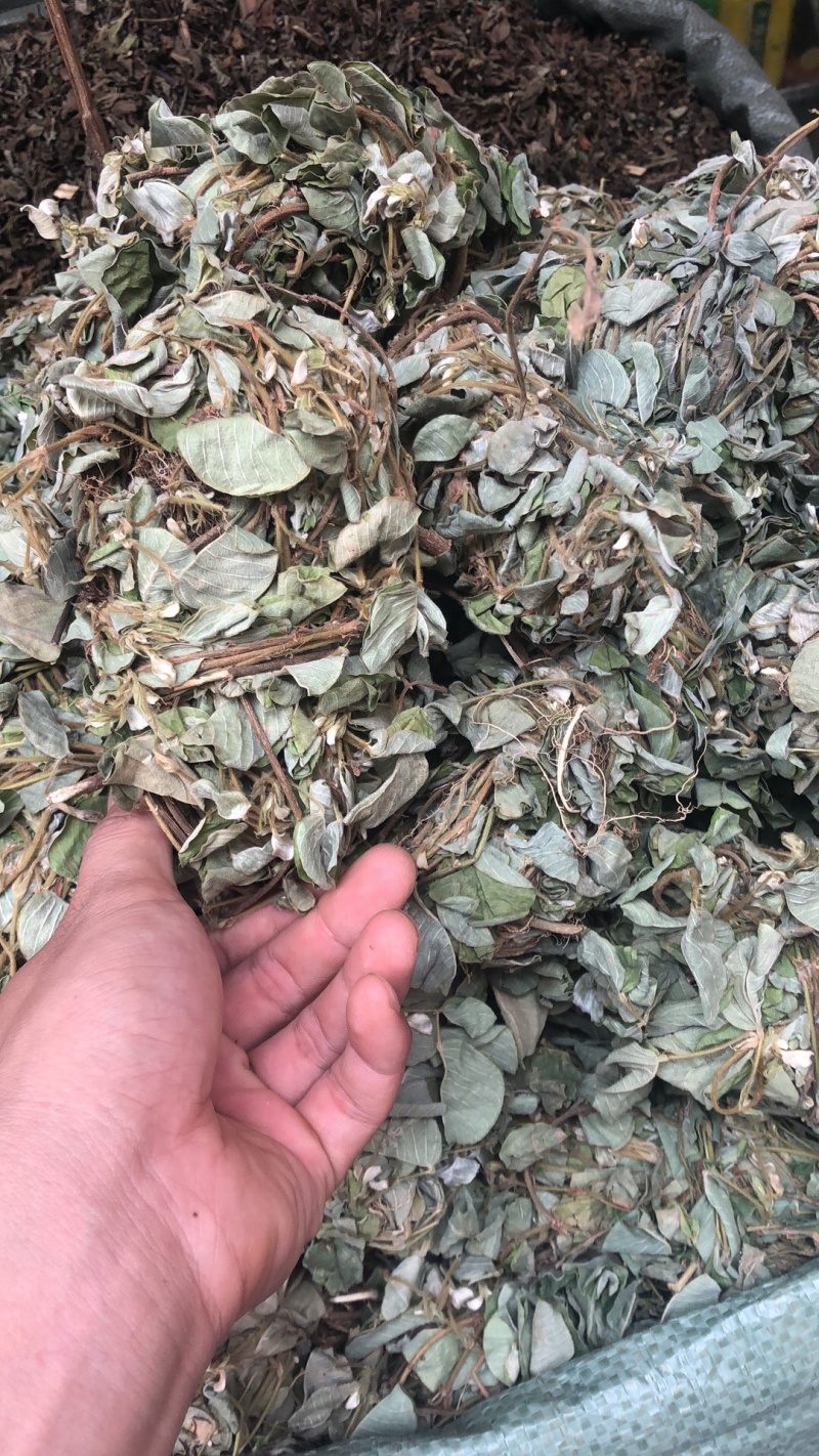 中药材新货金钱草广西扎把广金钱草