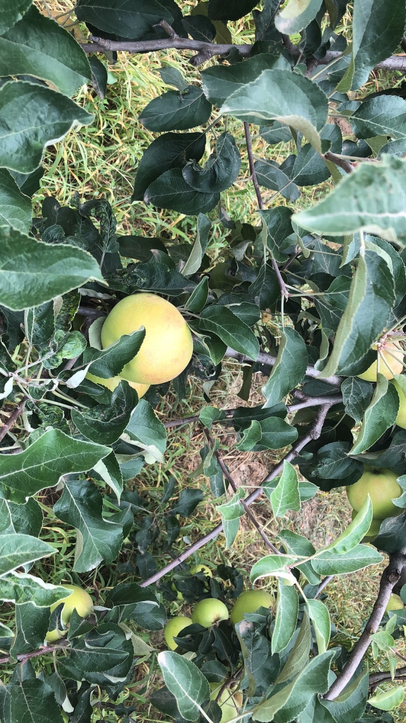 花艳美八