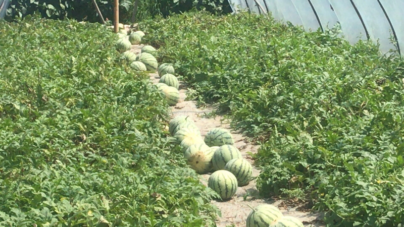 麒麟西瓜岳阳君山产地直供，代办代发，7斤打底