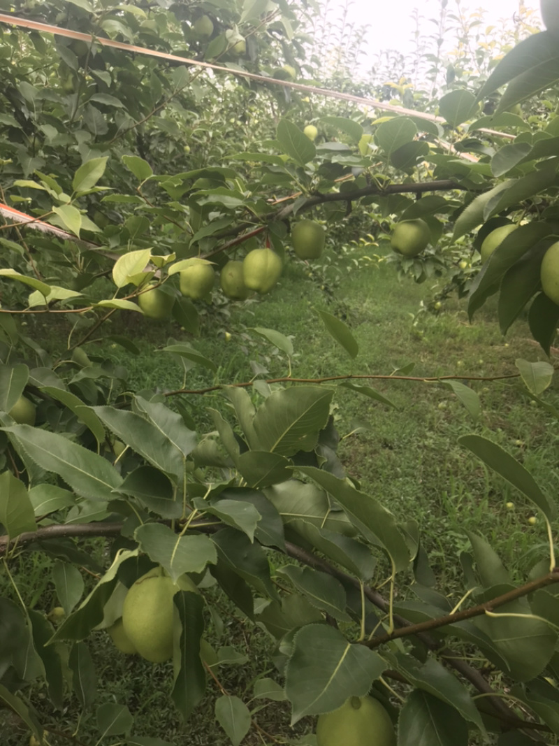 15亩早酥梨