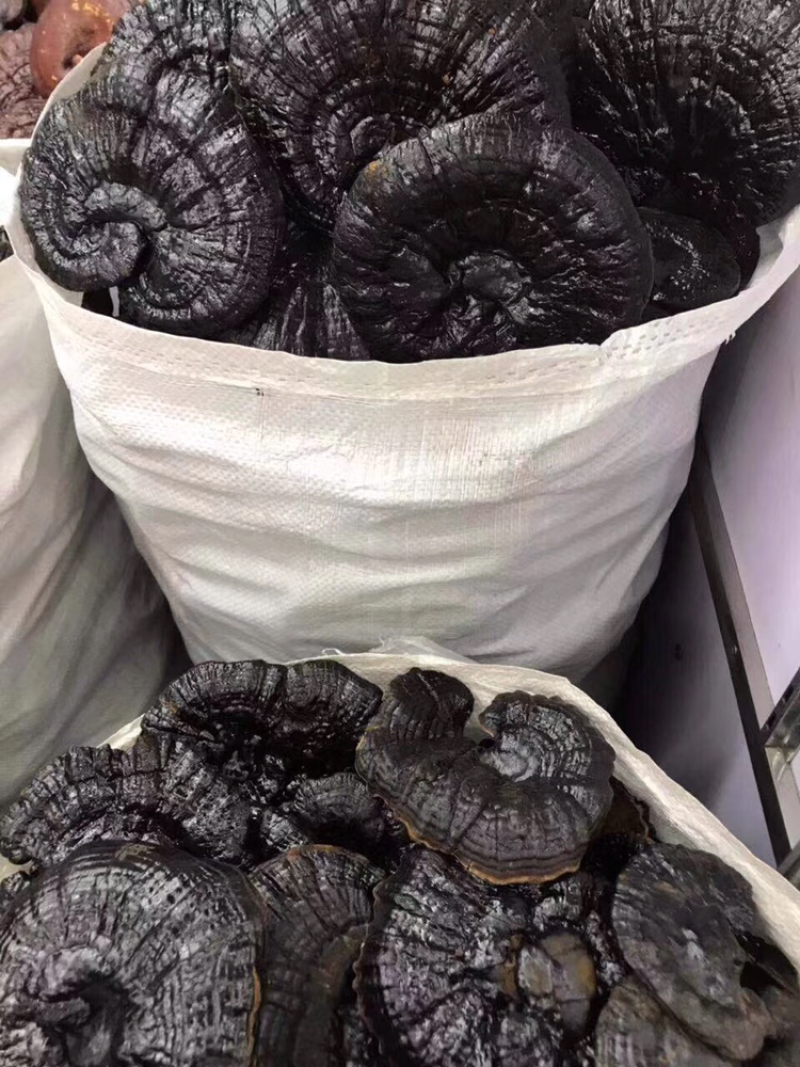 黑灵芝