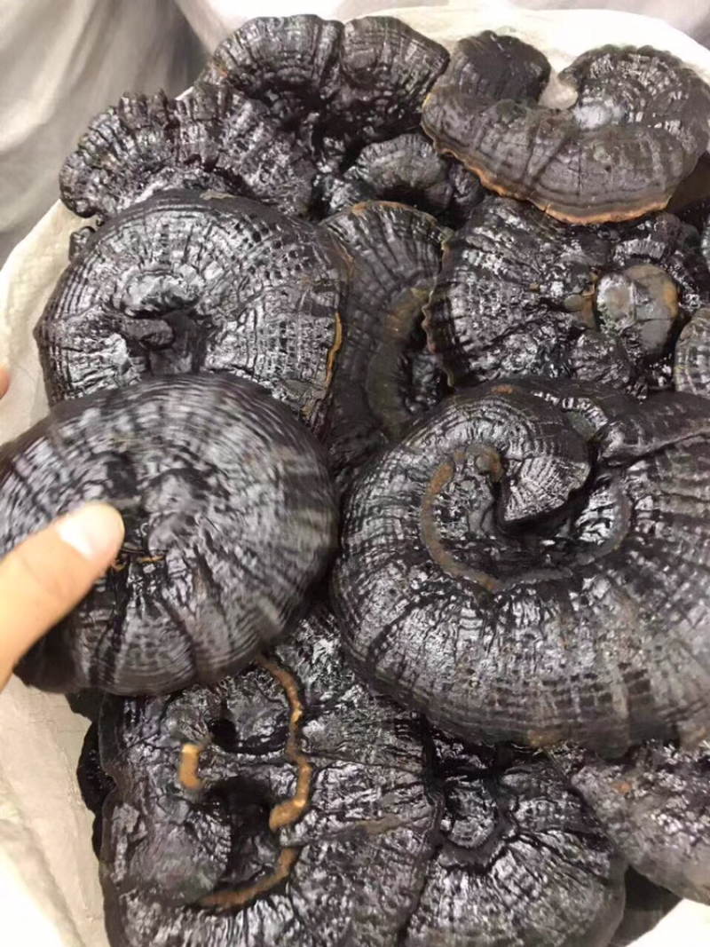 黑灵芝