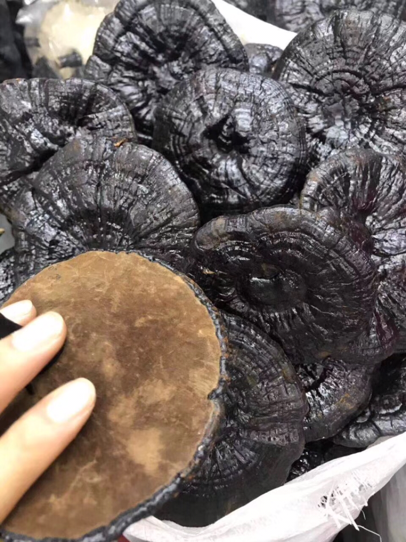 黑灵芝