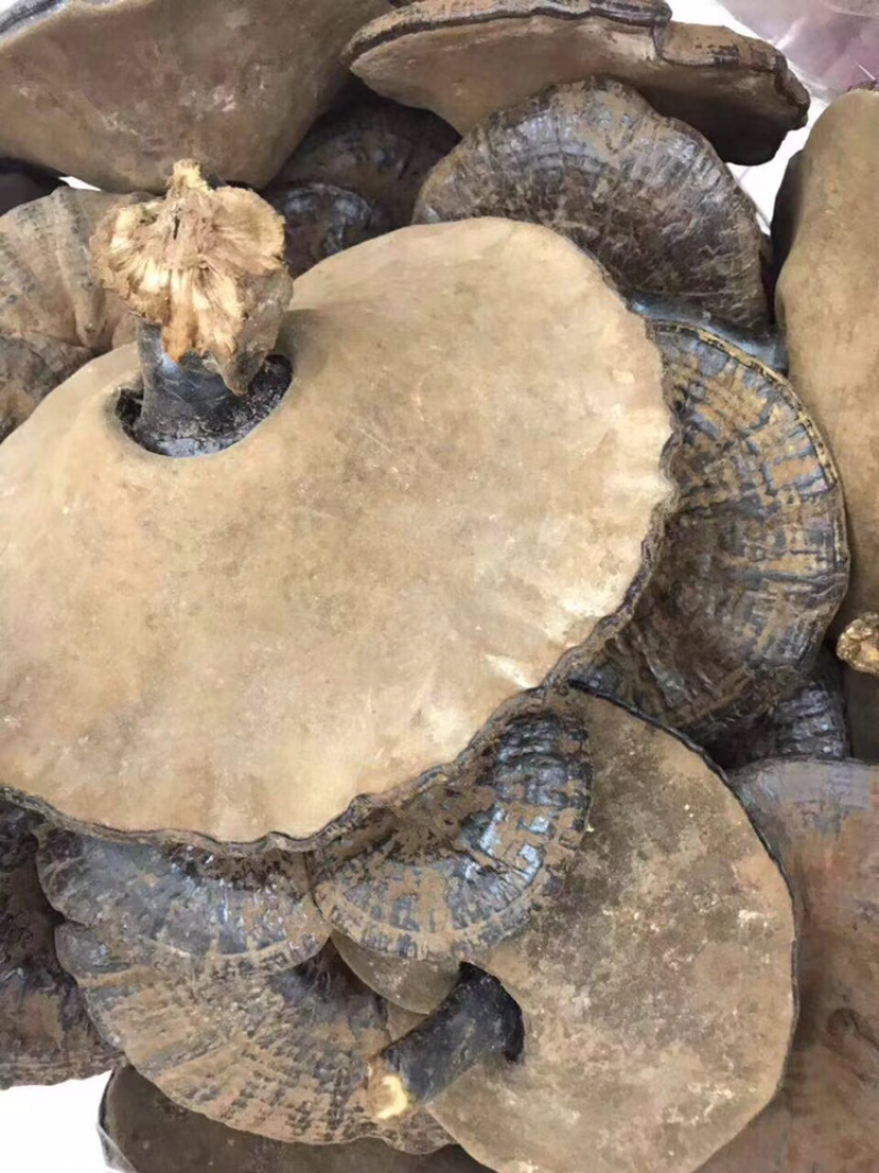 紫灵芝，还带些孢子粉