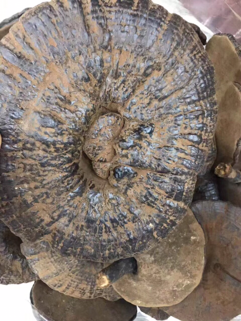 紫灵芝，还带些孢子粉