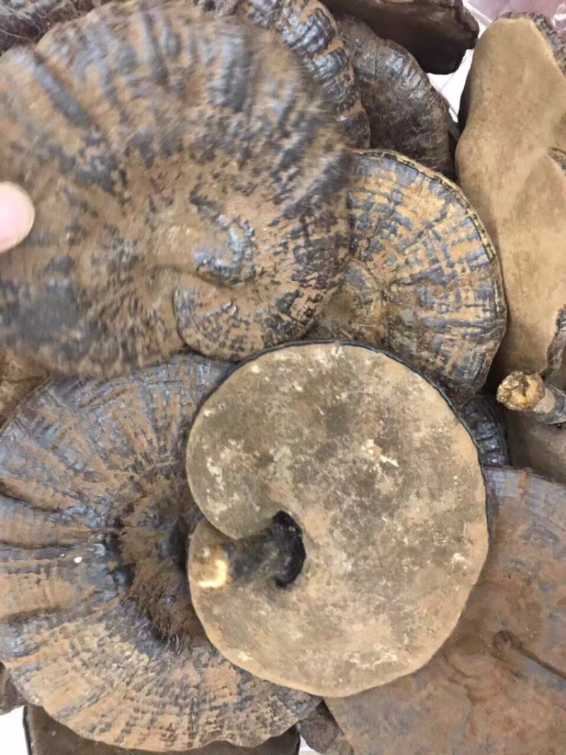 紫灵芝，还带些孢子粉