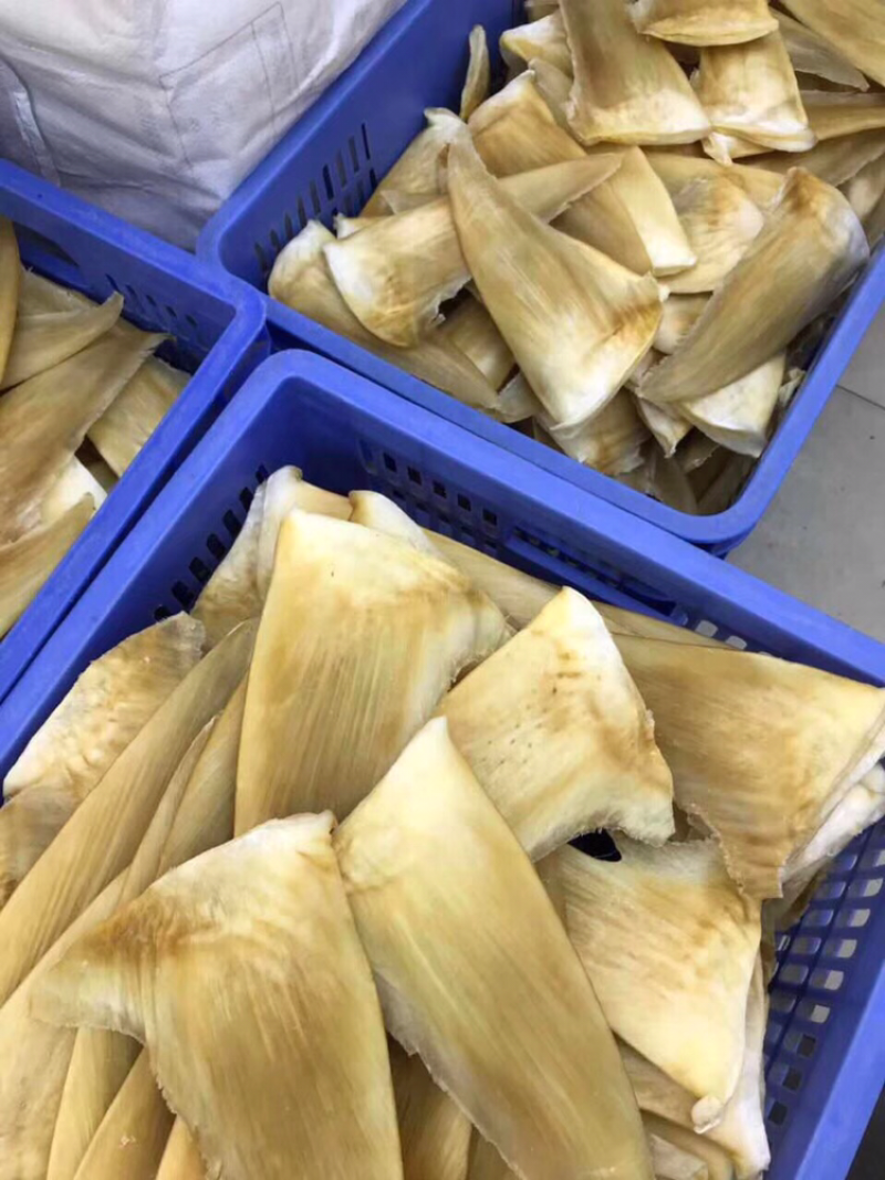 鱼翅，茶勾金勾8～10寸/斤