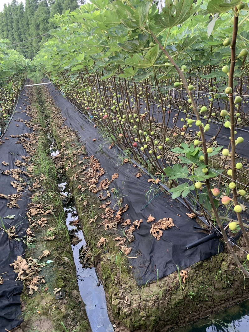 无花果大量上市