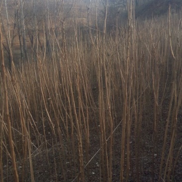 北京栾树苗，北栾树苗