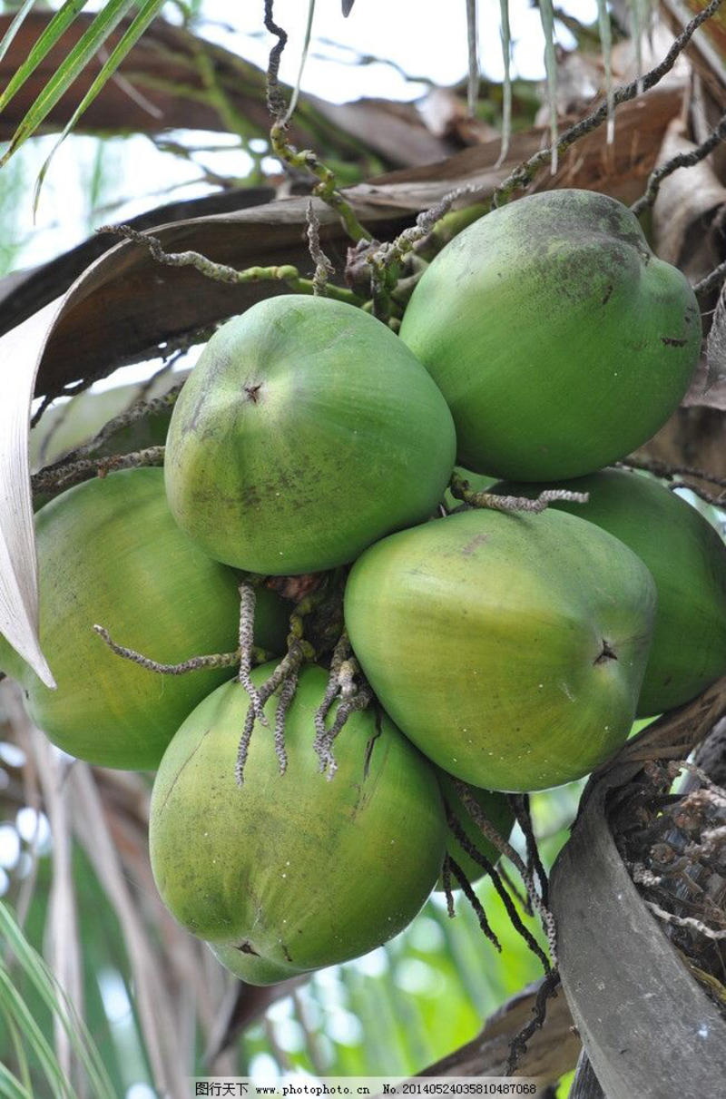 海南椰子苗