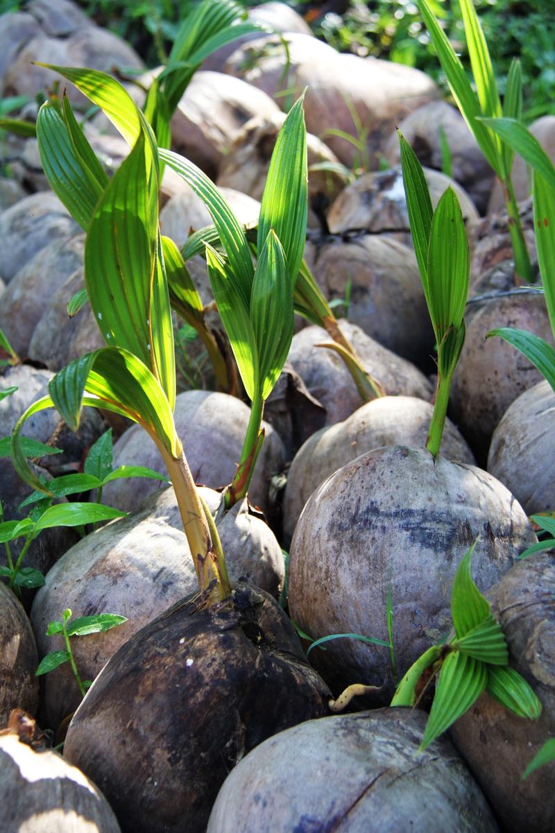 海南椰子苗