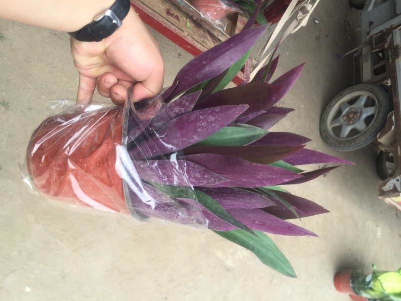 紫罗兰