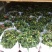 倒挂金钟灯笼花灯笼花年销上市常年性供应经营多种盆花