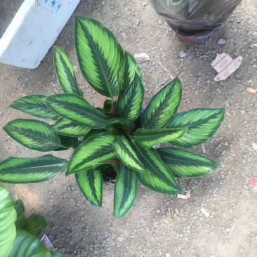 竹芋魅力之星优质货源，基地出货季节性供应经营多种盆花