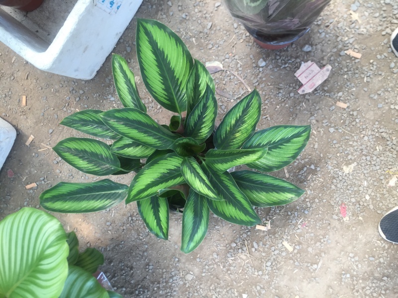 竹芋魅力之星优质货源，基地出货季节性供应经营多种盆花