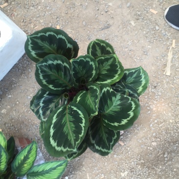 竹芋彩虹，苹果，飞羽，猫眼等季节性供应经营多种盆
