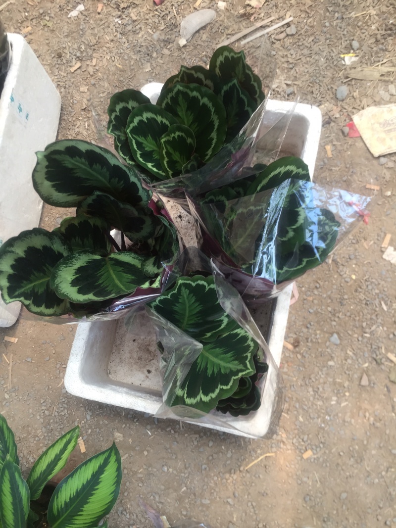 竹芋彩虹，苹果，飞羽，猫眼等季节性供应经营多种盆