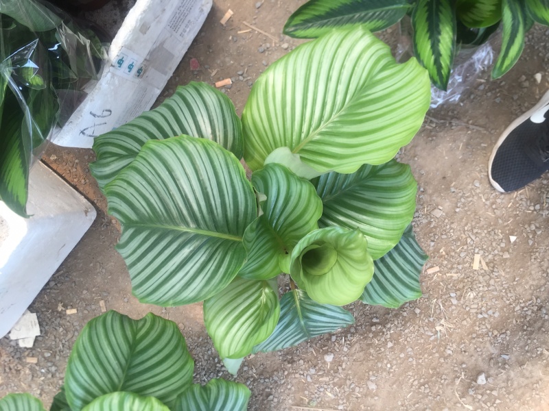 竹芋彩虹，苹果，飞羽，猫眼等季节性供应经营多种盆