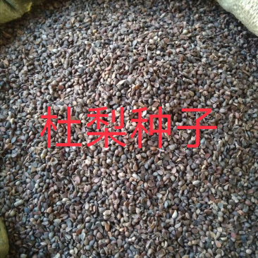 秋季新打杜梨籽春季经过沙藏的，杂志少，并且种子饱满