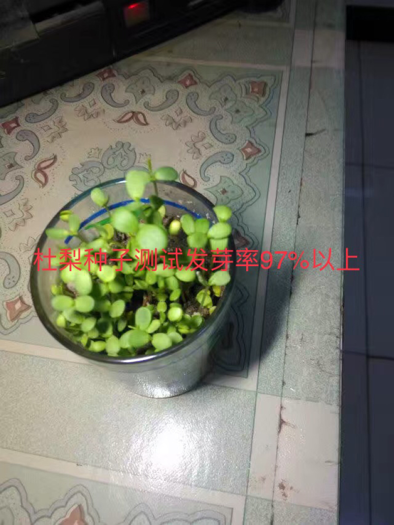 秋季新打杜梨籽春季经过沙藏的，杂志少，并且种子饱满