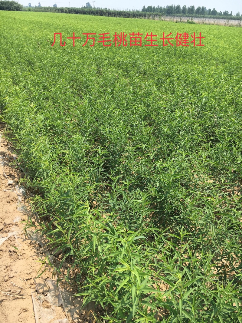 【有好货】出售1年生毛桃苗大量供应，也可定向嫁接