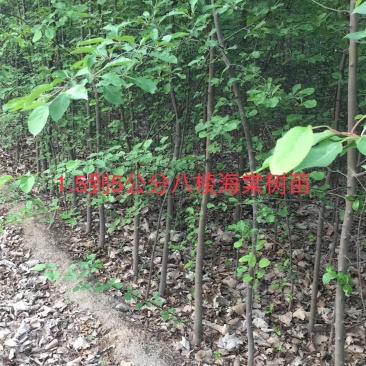 出售1公分到5公分八棱海棠树苗，量大价优