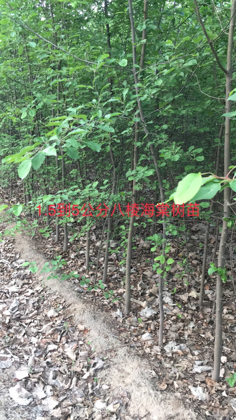 出售1公分到5公分八棱海棠树苗，量大价优