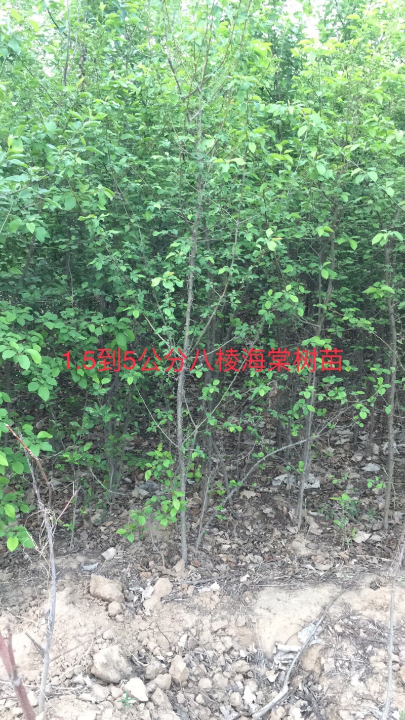 出售1公分到5公分八棱海棠树苗，量大价优
